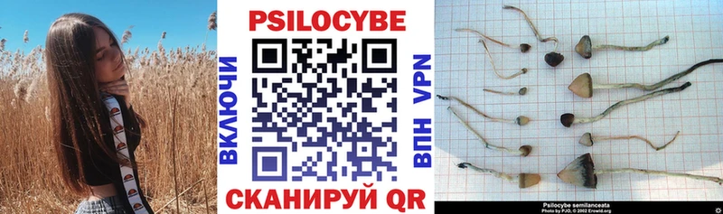 ссылка на мегу как войти  Волгодонск  Галлюциногенные грибы Cubensis 